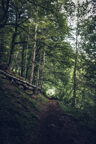 With trees on the hillside road
